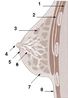 sebaceous glands